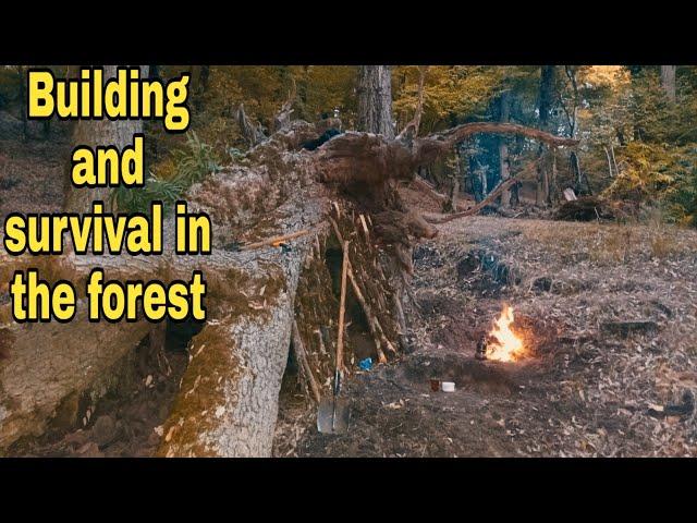 building shelter in the fall forest.... Building a shelter under a fallen tree.