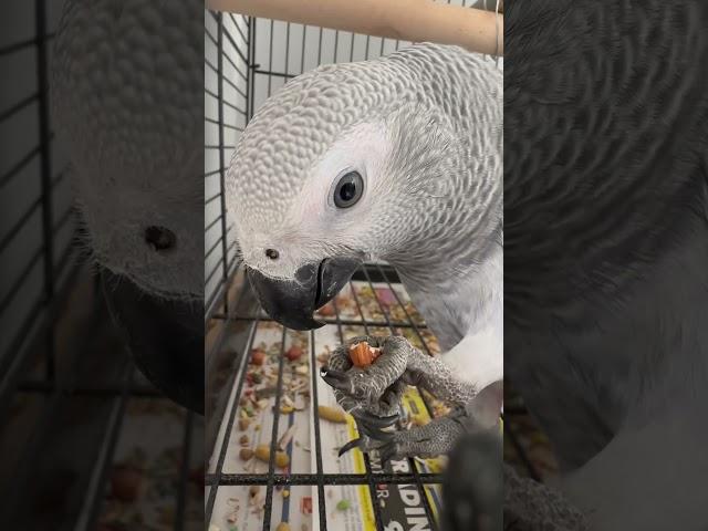 African Grey