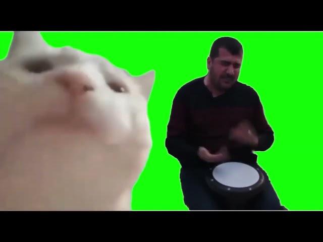 Cat-Vibing-meme-Green-Screen | @chromakuts