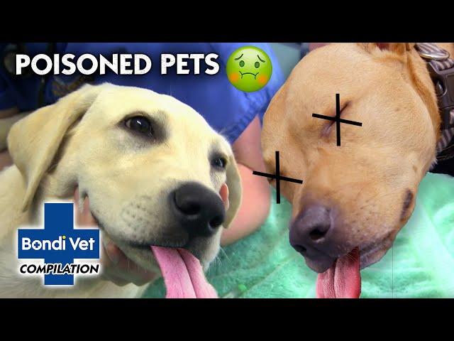 Poisoned Pets   | Compilation | Bondi Vet