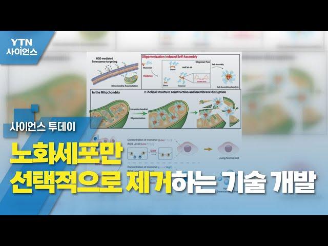 노화세포만 선택적으로 제거하는 기술 개발 / YTN 사이언스