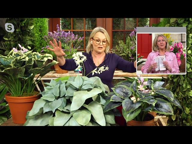 Barbara King 3-Piece Shades of Blue Hosta Live Plants on QVC