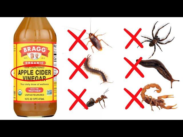 How To Use Apple Cider Vinegar To Get Rid Of Roaches, Ants, Spiders, Bedbugs (30 Different Pest)