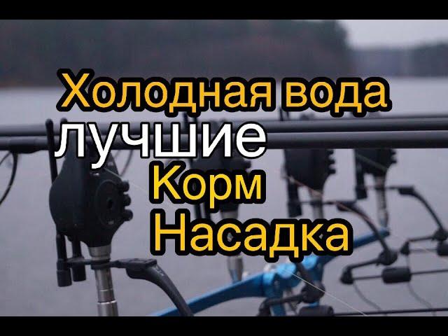 Лучшие корм и насадка в холодной воде. Ловля карпа весной.