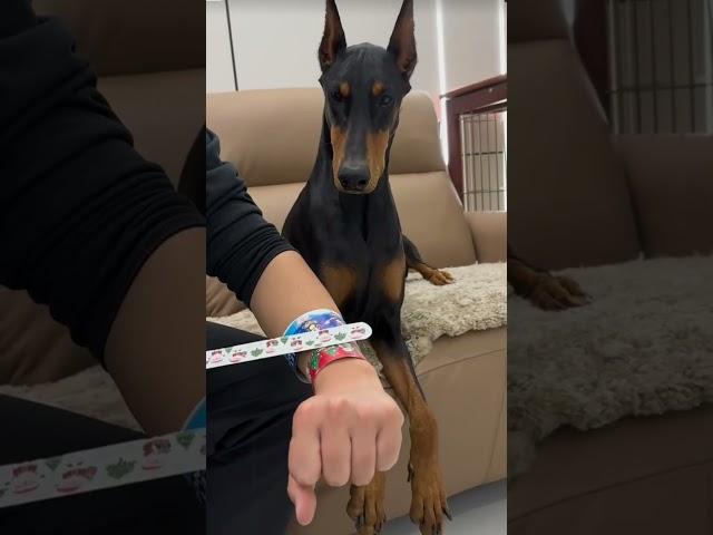 Dober-doodle: Epic Toy Prank on Doberman! #DogPrank #FunnyPets #Doberman