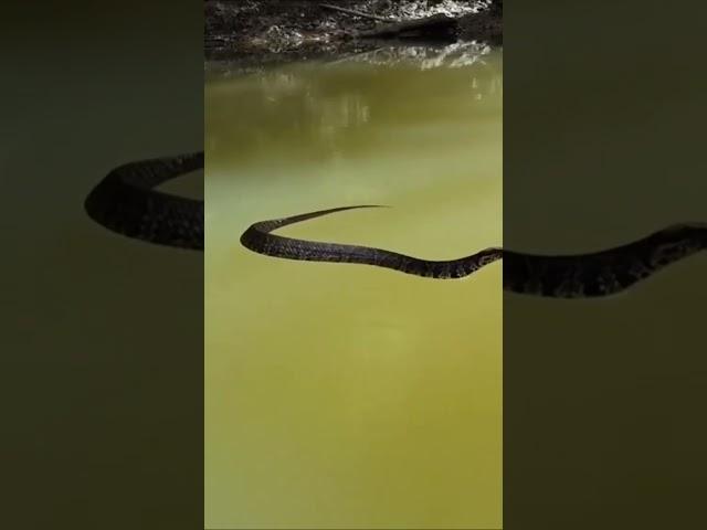 Water Moccasin is swimming #shorts AnimalTube - World  of animals