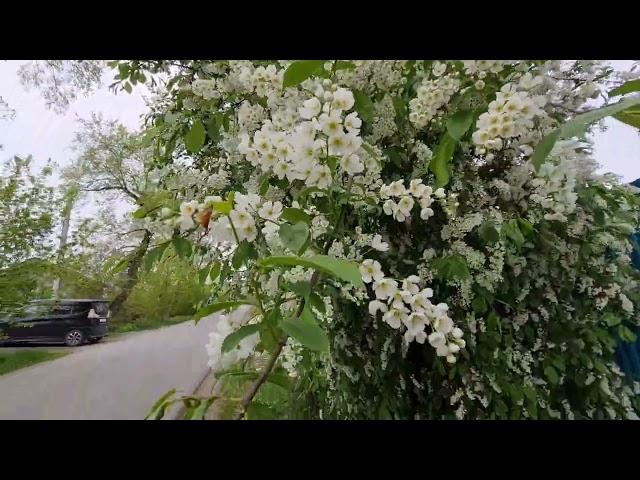 ШИКАРНОЕ ЦВЕТЕНИЕ ЧЕРЁМУХИ В ПРИМОРСКОМ КРАЕ 16.05.2022 russia cherry blossom