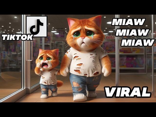 Poor father's last gift to his Kitten - A Very Sad Cat Story Miaw Miaw Miaw Miaw Sad Song Cat Visual