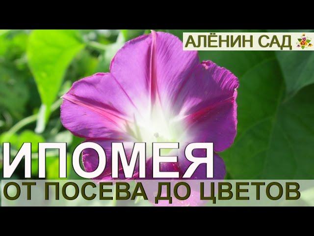 ИПОМЕЯ от посева до цветения. Как лучше выращивать ипомею