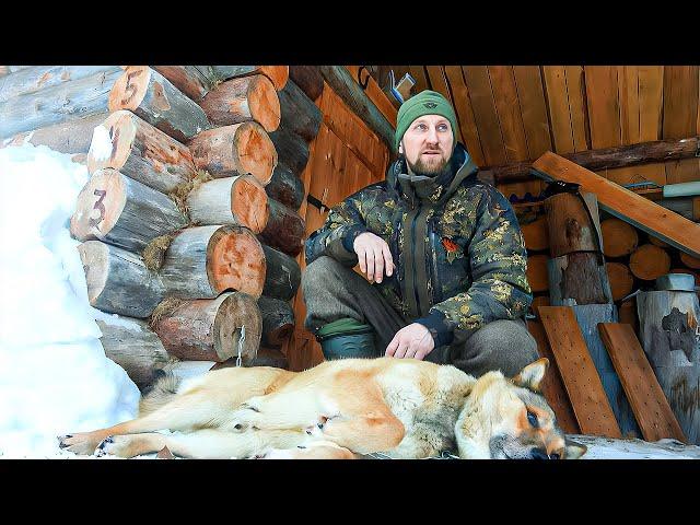 ЖИВУ В ИЗБЕ. ДРОН ПОГИБ.ОХОТА НА БОРОВУЮ ДИЧЬ. ПРОМЫСЕЛ ПУШНИНЫ.