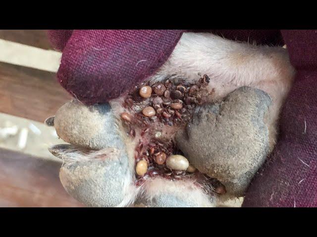 Removing All Ticks From Dog - Dog Ticks Removing Clip - Ticks Removal Videos EP 14