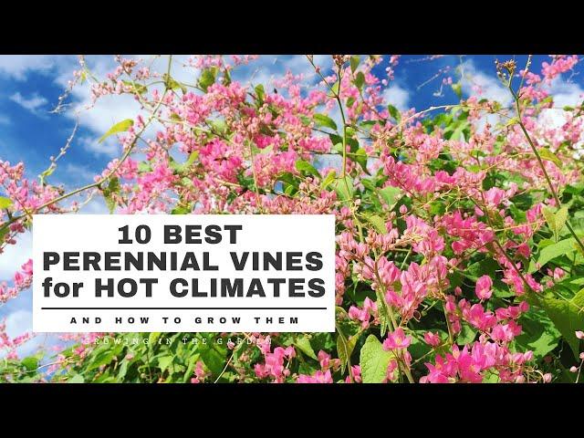 10 BEST PERENNIAL VINES for HOT CLIMATES - Growing in the Garden