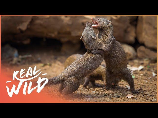 Army Of Tiny Mongoose Fight To Survive Against Apex Predators | Bandits Of Selous | Real Wild