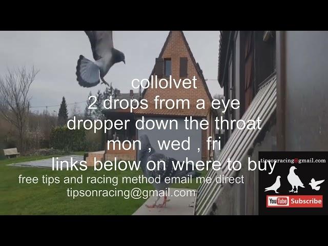 Is Collovet the Best Supplement for Racing Pigeons Heres the Answer