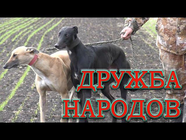 ДРУЖБА НАРОДОВ ч3  Состязания борзых 29 11 2020г