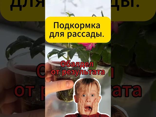 Чудо подкормка для рассады. Результат поражает #дача #огород #рассада #подкормка