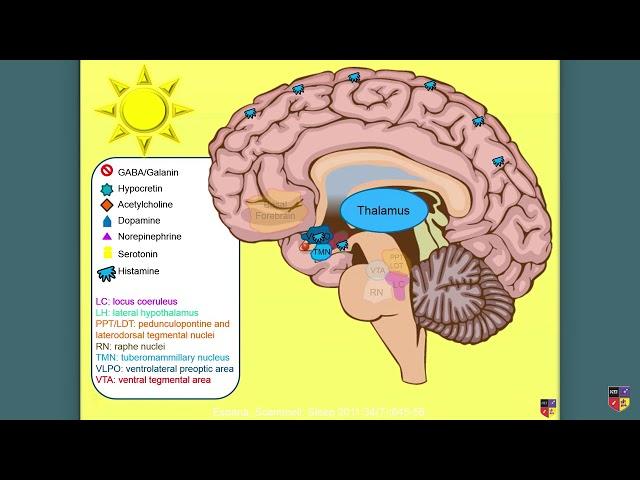 Sleep/Wake Cycles