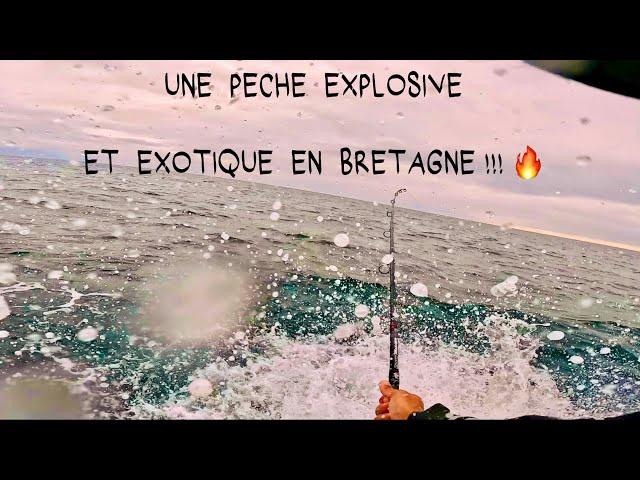 Je DÉCOUVRE une PÊCHE EXPLOSIVE et EXOTIQUE en BRETAGNE ( Pêche du plus gros prédateur des mers )