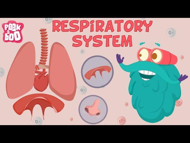 Respiratory System | The Dr. Binocs Show | Learn Videos For Kids