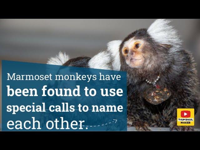 Marmoset monkeys have been found to use special calls to name each other.