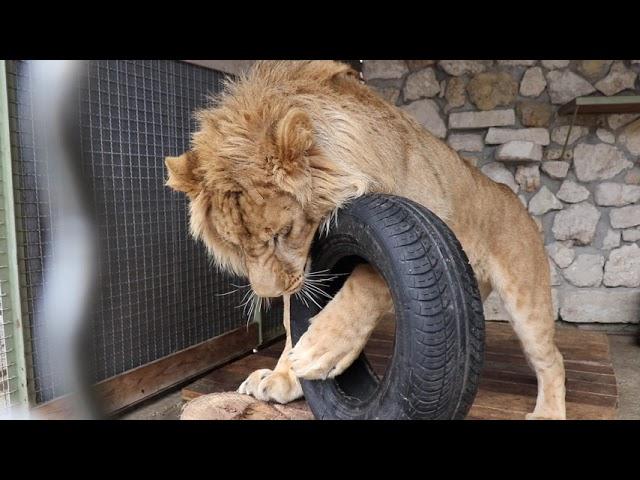 Playful Solomon: paws up))) Bakhchisarai miniature park, zoo. Crimea.