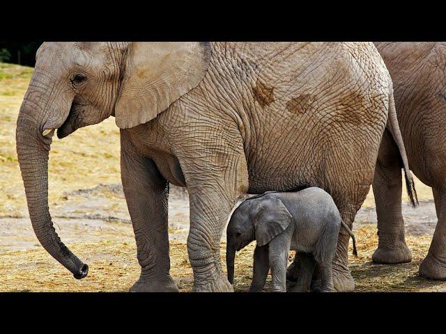 How mother Elephant giving birth in wild?