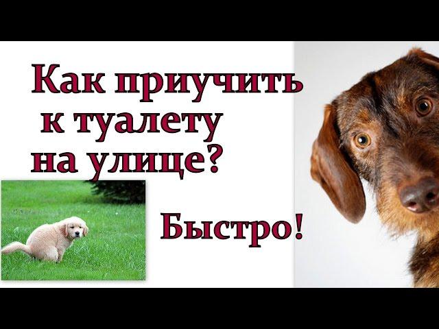 Как приучить щенка ходить на улицу быстро!  Щенок дрессировка