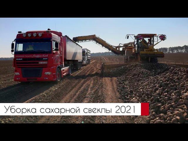 Збирання цукрового буряка 2021 | Sugar Beet Harvest 2021 | Agro Vector (10.10.21)