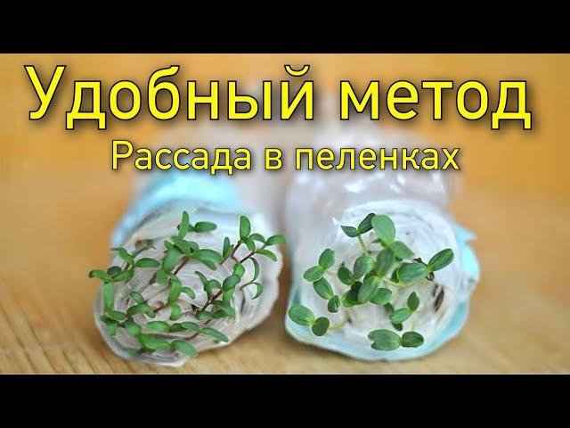 Рассада в пеленках. Удобный метод.Посеем Пожуем