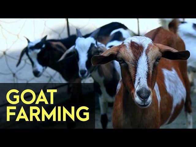 Goat Farming - FULL Version | Agribusiness How It Works