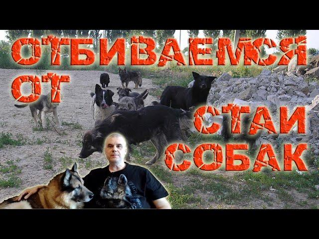 Как избежать нападения и защититься от стаи бездомных собак / Кинология / Зоопсихология