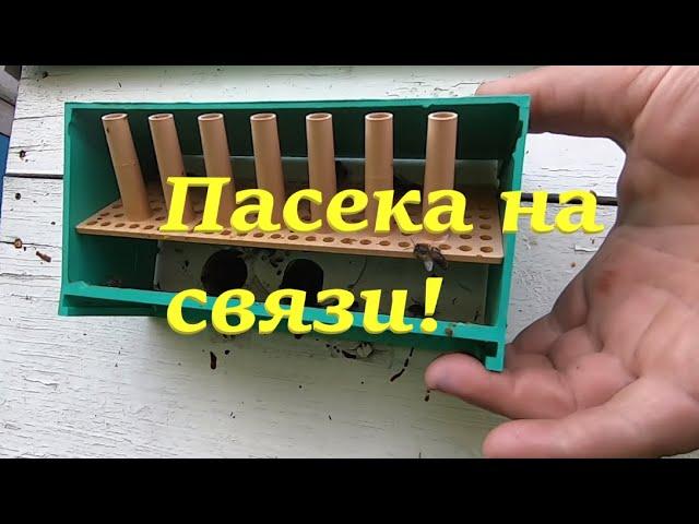 Майская пчелиная пыльца самая ценная! Как собрать без ущерба для пчел, секреты и нюансы моего опыта!