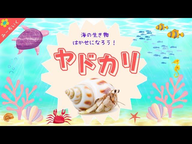 【知育動画】ヤドカリについて知ろう!!〜海の生き物博士になろうシリーズ〜3歳/4歳/5歳/6歳/