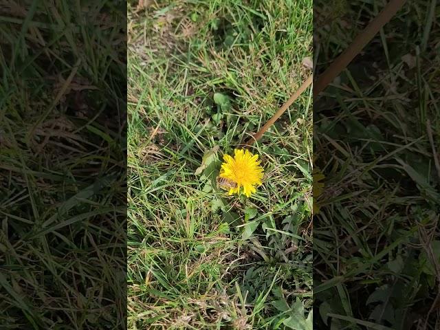 DANDELIONS IN NOVEMBER