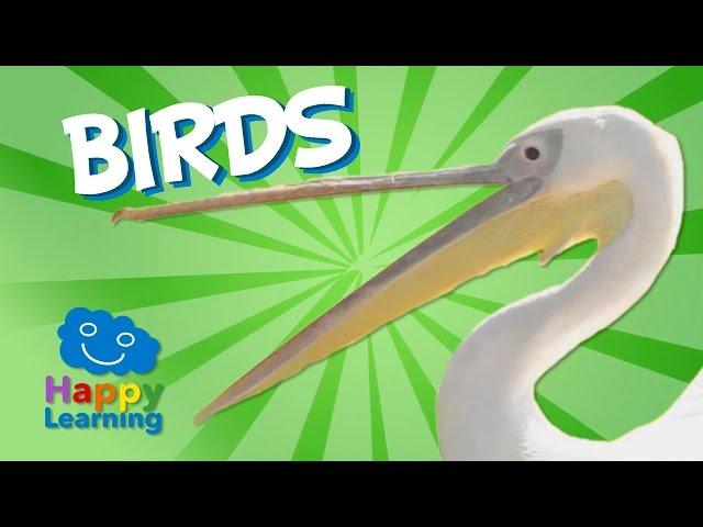 Birds | Educational Video for Kids