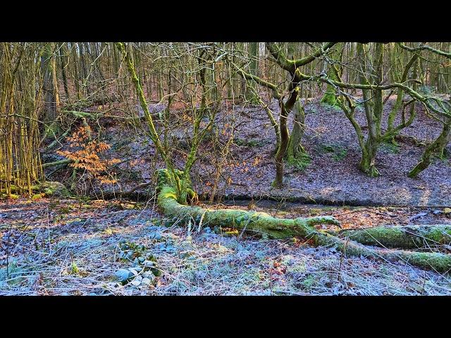 Release stress and relax under the pleasant murmur of a stream in the forest. Total Relaxation.