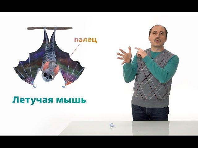 16. Млекопитающие. Часть 1