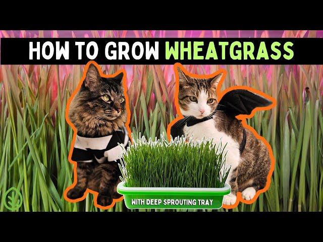 How to grow Wheatgrass (Cat Grass) at Home without Soil : Easy Guide