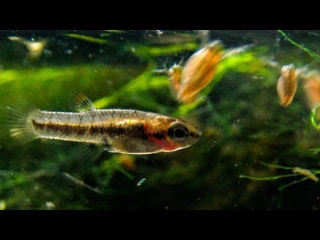 Heterandria formosa (US native species) - Smallest Livebearer in the World ᴴᴰ