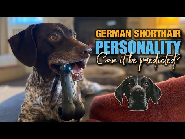 What is the personality and temperament of a GSP?