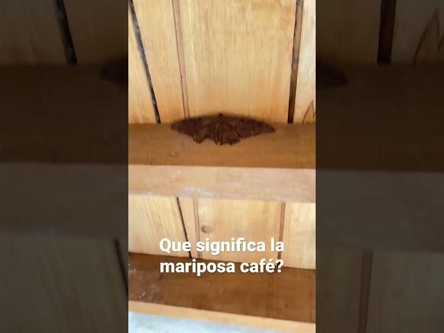 Significado de la mariposa café cuando estás en un proceso de limpieza ? #fyp #hechizos #shorts