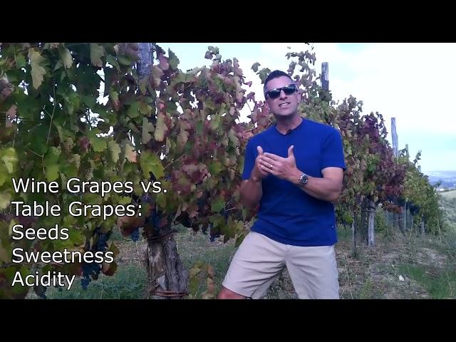 Getting Ready For The Grape Harvest (Campania, Italy) - Know Wine In No Time