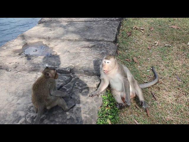 Monkey happy life so sweet