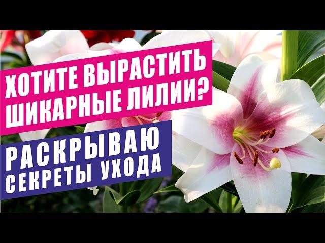 ХОТИТЕ ВЫРАСТИТЬ ШИКАРНЫЕ ЛИЛИИ? РАСКРЫВАЮ СЕКРЕТЫ УХОДА. LILY. I REVEAL THE SECRETS OF CARE.