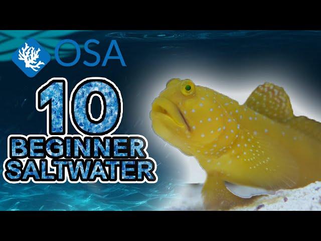 Yellow Watchman Goby - 10 Beginner Saltwater Fish