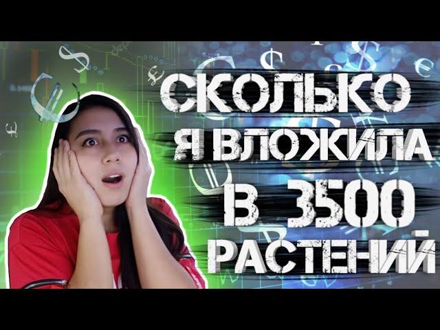 сколько я ВЛОЖИЛА в 3500 РАСТЕНИЙ? Торговля рассадой на рынке.