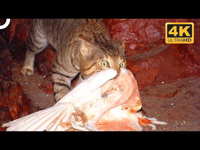 Murderous Feral House Cats That Dominate Australia | 4K Animal Documentary