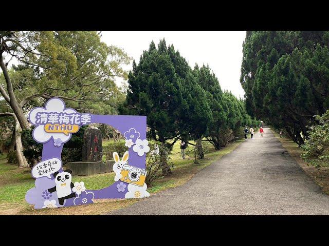 Plum Blossoms on Tsing Hua Campus