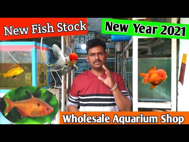 New Aquarium Fish Stock Updated 2021 || New MILAN Aquarium wholesale Fish Shop | fish price in India