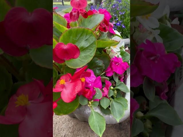 #begonia #lobelia #beautiful #flowers #perennial #flowers #gardening #inspiration